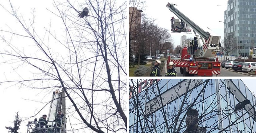 Vrane u Zagrebu napale uralsku sovu, intervenirali i vatrogasci